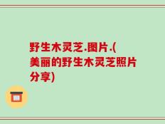野生木灵芝.图片.(美丽的野生木灵芝照片分享)