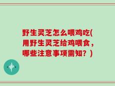 野生灵芝怎么喂鸡吃(用野生灵芝给鸡喂食，哪些注意事项需知？)