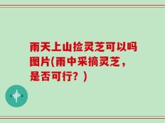 雨天上山捡灵芝可以吗图片(雨中采摘灵芝，是否可行？)