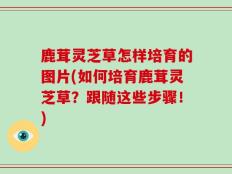 鹿茸灵芝草怎样培育的图片(如何培育鹿茸灵芝草？跟随这些步骤！)