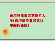 香港野生白灵芝图片大全(香港豪华白灵芝壮观图片集锦)