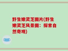 野生嫩灵芝图片(野生嫩灵芝风景图：探索自然奇观)