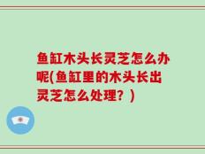 鱼缸木头长灵芝怎么办呢(鱼缸里的木头长出灵芝怎么处理？)