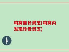 鸡窝里长灵芝(鸡窝内发现珍贵灵芝)