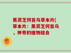 黑灵芝何首乌草本片(草本片：黑灵芝何首乌，神奇的植物组合