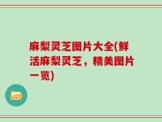 麻梨灵芝图片大全(鲜活麻梨灵芝，精美图片一览)