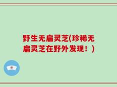 野生无扁灵芝(珍稀无扁灵芝在野外发现！)
