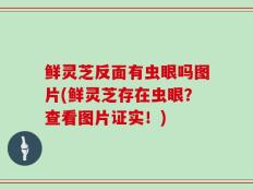 鲜灵芝反面有虫眼吗图片(鲜灵芝存在虫眼？查看图片证实！)