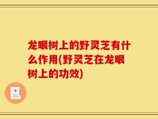 龙眼树上的野灵芝有什么作用(野灵芝在龙眼树上的功效)