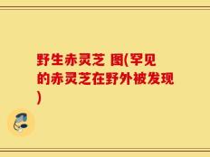 野生赤灵芝 图(罕见的赤灵芝在野外被发现)