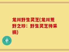 龙川野生灵芝(龙川荒野之珍：野生灵芝待采摘)