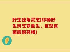 野生独角灵芝(珍稀野生灵芝获重生，巨型真菌震撼亮相)
