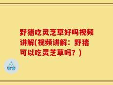 野猪吃灵芝草好吗视频讲解(视频讲解：野猪可以吃灵芝草吗？)