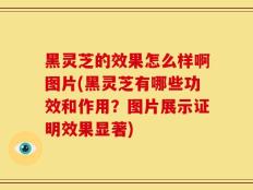 黑灵芝的效果怎么样啊图片(黑灵芝有哪些功效和作用？图片展示证明效果显著)