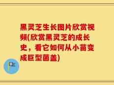 黑灵芝生长图片欣赏视频(欣赏黑灵芝的成长史，看它如何从小苗变成巨型菌盖)