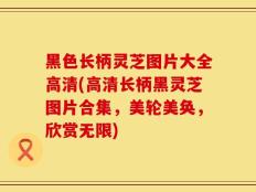 黑色长柄灵芝图片大全高清(高清长柄黑灵芝图片合集，美轮美奂，欣赏无限)