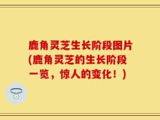 鹿角灵芝生长阶段图片(鹿角灵芝的生长阶段一览，惊人的变化！)