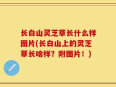 长白山灵芝草长什么样图片(长白山上的灵芝草长啥样？附图片！)