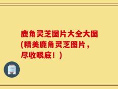 鹿角灵芝图片大全大图(精美鹿角灵芝图片，尽收眼底！)