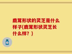 鹿茸形状的灵芝是什么样子(鹿茸形状灵芝长什么样？)