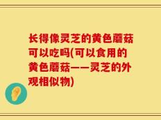 长得像灵芝的黄色蘑菇可以吃吗(可以食用的黄色蘑菇——灵芝的外观相似物)