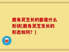 鹿角灵芝长的都是什么形状(鹿角灵芝生长的形态如何？)