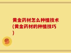 黄金药材怎么种植技术(黄金药材的种植技巧)