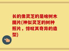 长的像灵芝的是啥树木图片(神似灵芝的树种照片，惊叹其奇异的造型)