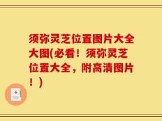 须弥灵芝位置图片大全大图(必看！须弥灵芝位置大全，附高清图片！)
