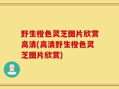 野生橙色灵芝图片欣赏高清(高清野生橙色灵芝图片欣赏)