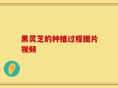 黑灵芝的种植过程图片视频