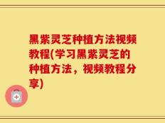 黑紫灵芝种植方法视频教程(学习黑紫灵芝的种植方法，视频教程分享)