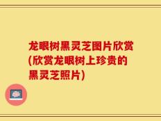 龙眼树黑灵芝图片欣赏(欣赏龙眼树上珍贵的黑灵芝照片)