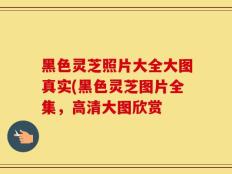 黑色灵芝照片大全大图真实(黑色灵芝图片全集，高清大图欣赏