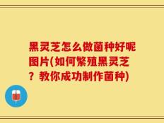 黑灵芝怎么做菌种好呢图片(如何繁殖黑灵芝？教你成功制作菌种)