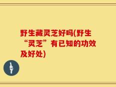 野生藏灵芝好吗(野生“灵芝”有已知的功效及好处)