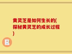 黄灵芝是如何生长的(探秘黄灵芝的成长过程)