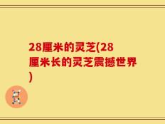 28厘米的灵芝(28厘米长的灵芝震撼世界)
