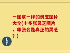 一团草一样的灵芝图片大全(十多张灵芝图片，哪张会是真正的灵芝？)