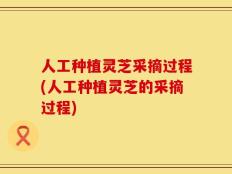 人工种植灵芝采摘过程(人工种植灵芝的采摘过程)