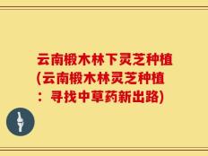 云南椴木林下灵芝种植(云南椴木林灵芝种植：寻找中草药新出路)