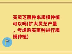 买灵芝菌种来规模种植可以吗(扩大灵芝产量，考虑购买菌种进行规模种植)