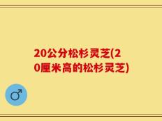 20公分松杉灵芝(20厘米高的松杉灵芝)