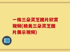 一株三朵灵芝图片欣赏视频(精美三朵灵芝图片展示视频)