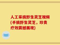 人工采摘野生灵芝视频(手摘野生灵芝，珍贵疗效震撼展现)