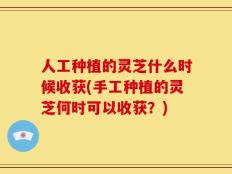 人工种植的灵芝什么时候收获(手工种植的灵芝何时可以收获？)