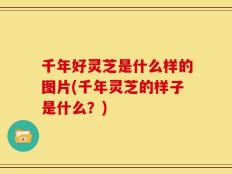 千年好灵芝是什么样的图片(千年灵芝的样子是什么？)