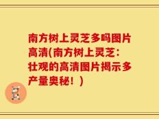 南方树上灵芝多吗图片高清(南方树上灵芝：壮观的高清图片揭示多产量奥秘！)