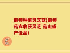 偃师种植灵芝菇(偃师菇农收获灵芝 菇山盛产佳品)