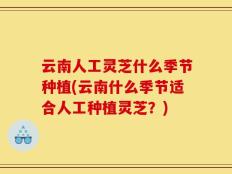 云南人工灵芝什么季节种植(云南什么季节适合人工种植灵芝？)